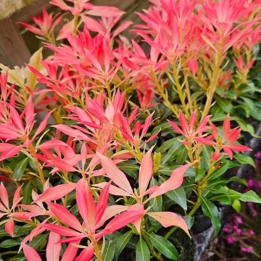 Shrubs and Garden Plants