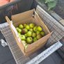 Apples Image 2