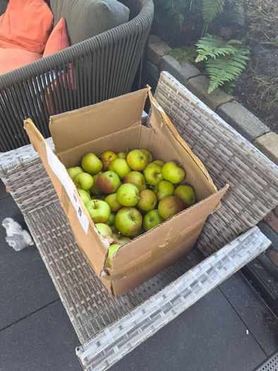 Apples