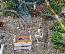 rooster