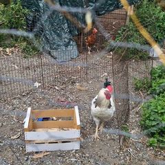 rooster
