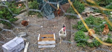 rooster