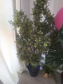 Artificial Plant