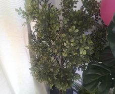 Artificial Plant