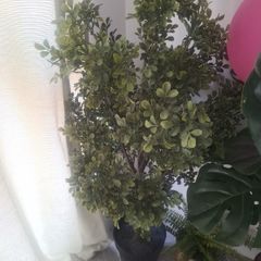 Artificial Plant