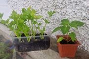 peppers and celery