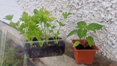 peppers and celery