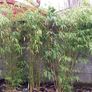 Bamboo plants Image 8