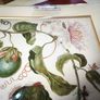 botanical print of passion flowers by Maria Merian by Amazing Rare Things Image 2