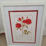 Beautiful Botanical Framed Print Image 4