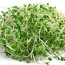 (M) Alfalfa seeds for Sprouting 15g (124930) Image 2
