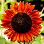 (S) Sunflower Abendsonne seeds 1g (30s) (415892) Image 2