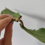 Hoya Undulata Image 2