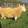 NCC Shearling Rams Image 6