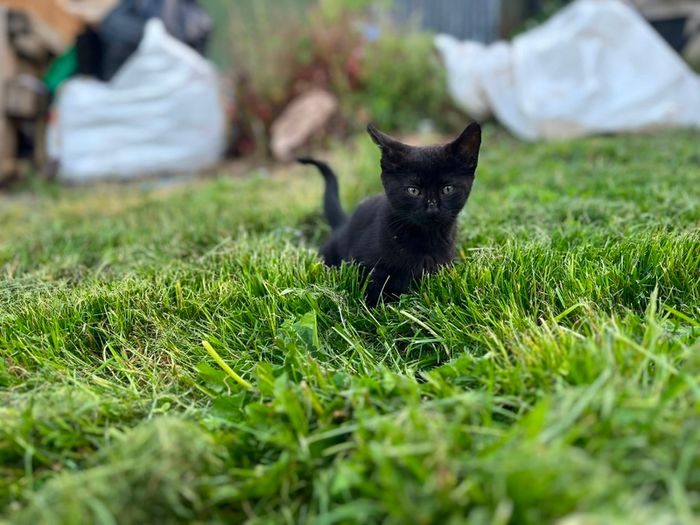 Playful Kittens Looking for Loving Homes