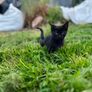 Playful Kittens Looking for Loving Homes Image 3