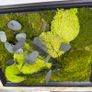 Classic Beauty 40x50cm - natural moss Image 5