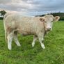 Top Quality Heifers Mohill Mart Saturday 31st Oct Image 2
