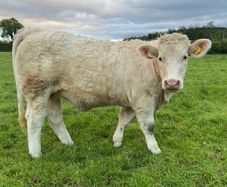 Quality CHX Heifers Mohill Mart Saturday 26th Sept
