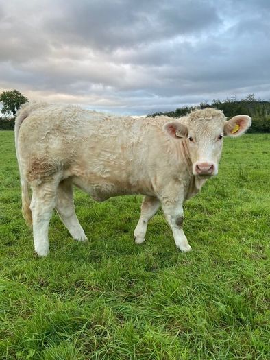 Quality CHX Heifers Mohill Mart Saturday 26th Sept