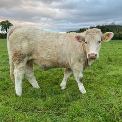 Quality CHX Heifers Mohill Mart Saturday 26th Sept