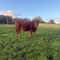 InCalf 4 & 5 Star Stabiliser X Heifers