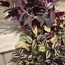 Trailing house plants  in one pot. 50cm x 80cm or 50cm x 100cm.  3Tradescantias : Zebrina, Nanouk and Purple Heart Image 2