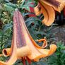 African Queen Lily bulb - 2 available Image 2