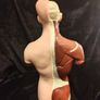 Vintage human anatomical torso model Image 3