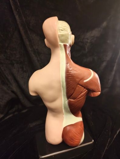Vintage human anatomical torso model