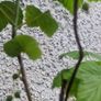 blackcurrant Image 3