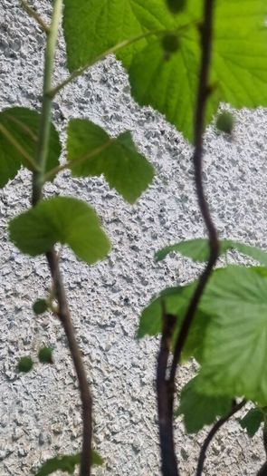 blackcurrant