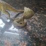 Animals Image 4