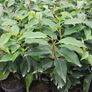 Portuguese Laurel Image 9