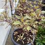 Cornus Image 2