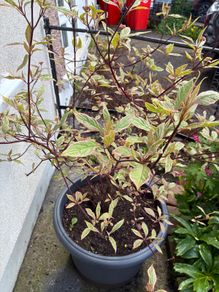 Cornus