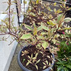 Cornus