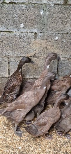 Ducks, Drakes, Ducklings