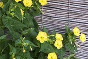 (M) Four O'Clock seeds Yellow 2g (189415)