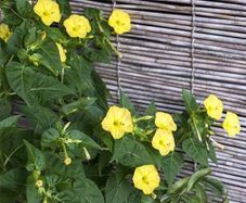(M) Four O'Clock seeds Yellow 2g (189415)