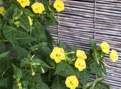 (M) Four O'Clock seeds Yellow 2g (189415)