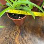 Small spider plant house plant Image 3