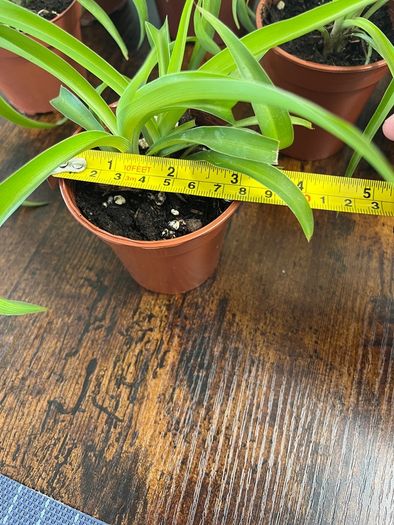 Small spider plant house plant