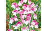 (S) Sweet Pea seeds Dolly Varden 1g (601424)