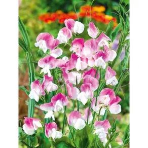 (S) Sweet Pea seeds Dolly Varden 1g (601424)