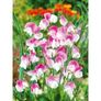 (S) Sweet Pea Dolly Varden seeds 1g Image 2