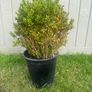 plant Image 2