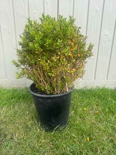 plant