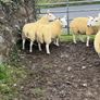 North country Cheviot hoggets Image 5