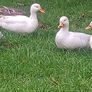 call ducks Image 5